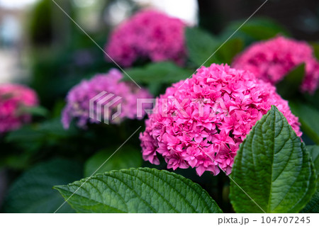 素材 紫陽花 素材 紫陽花 104707245