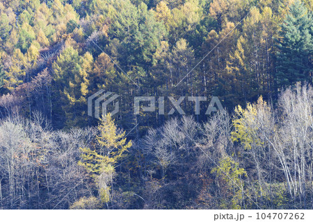 富良野の紅葉風景 104707262
