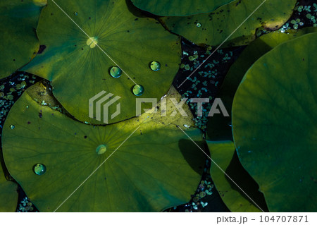 素材　蓮の葉 104707871