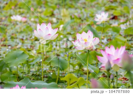 素材　蓮の花 104707880