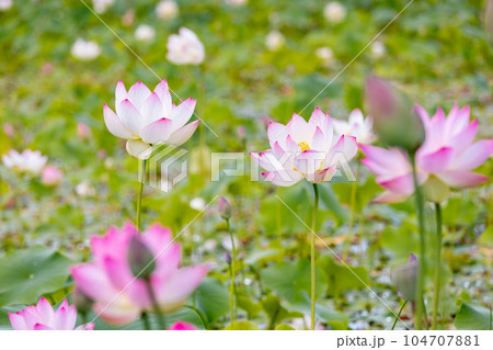 素材 蓮の花 素材 蓮の花 104707881