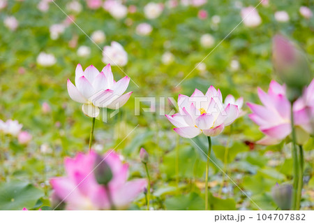 素材　蓮の花 104707882