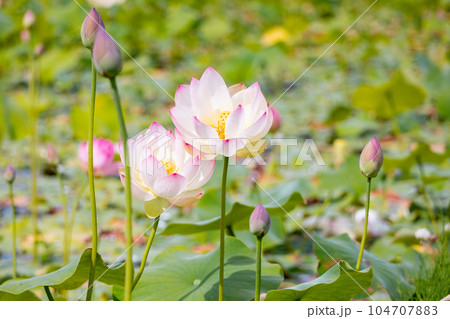 素材 蓮の花 素材 蓮の花 104707883