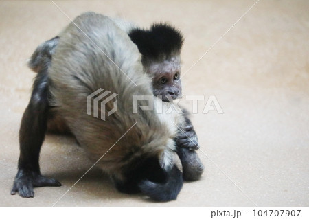 円山動物園・フサオマキザルの女子プロレス 104707907
