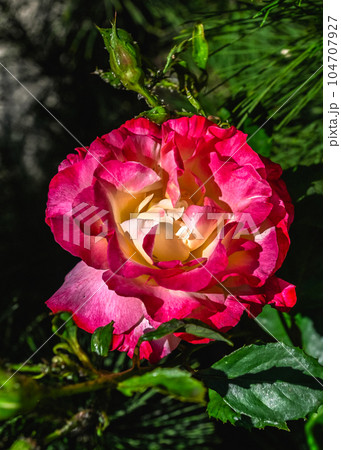Red Rosa Maurice Utrillo on green leaves background Red Rosa Maurice Utrillo on green leaves background 104707927
