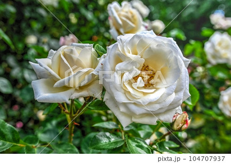 White Schneewittchen rose flower on green leaves background White Schneewittchen rose flower on green leaves background 104707937