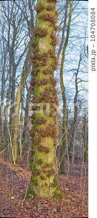 Moss and algae growing on trees in a forest with dead brown leafs on the ground in winter. Natural landscape with wooden texture of old bark and trunks on a sunny day in a remote and peaceful meadow Moss and algae growing on trees in a forest with dead brown leafs on the ground in winter. Natural landscape with wooden texture of old bark and trunks on a sunny day in a remote and peaceful meadow 104708084