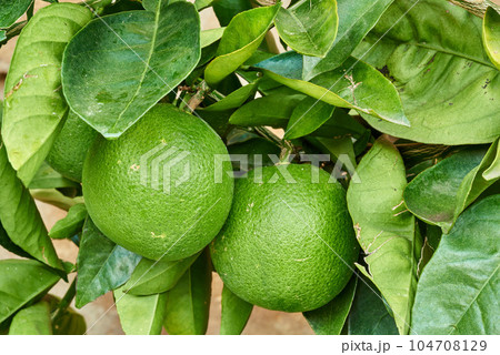Closeup of limes growing on trees at a nursery or on a farm in summer. Citrus fruit helps the immune system stay healthy and protects from infection. Lemons providing vitamin C on a leafy tree Closeup of limes growing on trees at a nursery or on a farm in summer. Citrus fruit helps the immune system stay healthy and protects from infection. Lemons providing vitamin C on a leafy tree 104708129