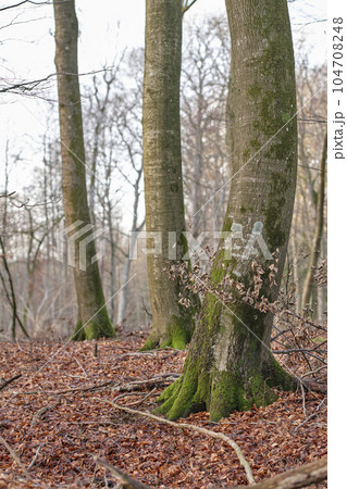 Late winter forest. Morning view of forest trees in nature. Fallen leaves on a cold morning, natural rooted paths and entangling vines. Changing life in the season of Autumn, growth in the outdoors. Late winter forest. Morning view of forest trees in nature. Fallen leaves on a cold morning, natural rooted paths and entangling vines. Changing life in the season of Autumn, growth in the outdoors. 104708248
