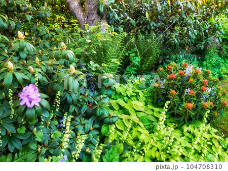 A beautiful green garden view with flowers, grass, and trees. Outdoor park landscape with growing plants and a purple azalea flower. Closeup of a nature setting during gardening season in spring. A beautiful green garden view with flowers, grass, and trees. Outdoor park landscape with growing plants and a purple azalea flower. Closeup of a nature setting during gardening season in spring. 104708310