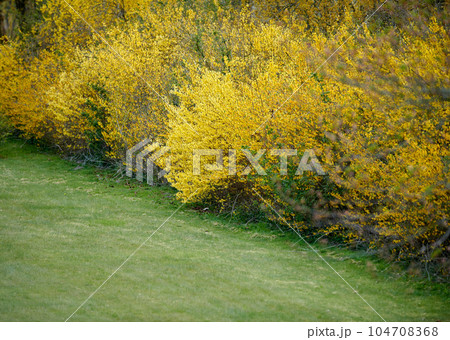 Yellow border forsythia shrubs growing on a lawn. Wild autumn or spring hedgerows grown as courtyard, garden or park landscape. Well maintained gardening area with perennial or seasonal fall plants Yellow border forsythia shrubs growing on a lawn. Wild autumn or spring hedgerows grown as courtyard, garden or park landscape. Well maintained gardening area with perennial or seasonal fall plants 104708368
