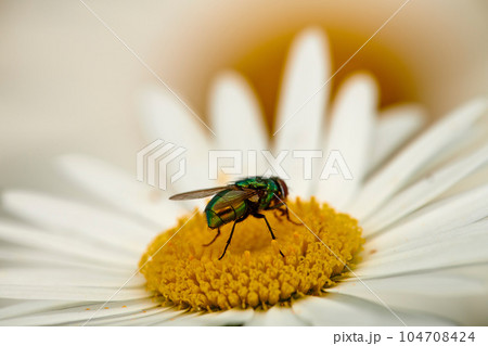 Fly on a Marguerite. Closeup detail of a green bottle fly pollinating a daisy outdoors in nature. Common blowfly feeding on the nectar of a vibrant flower in a garden with a thriving ecosystem. 104708424