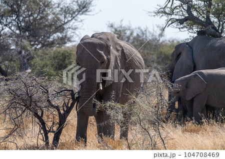 Elephant herd grazing in Etosha Elephant herd grazing in Etosha 104708469