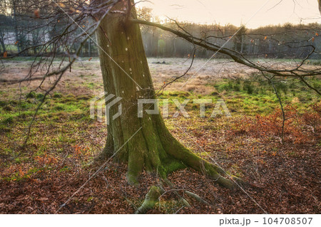 Beautiful isolated tree in forest with open grass and trees in the background. Landscape of a relaxed old tree out in the woods with brown leaves on the ground during late winter in Denmark 104708507