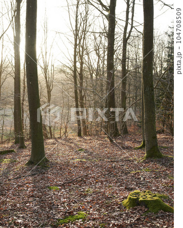 Tree trunks with moss outdoors in the forest or woodlands during autumn. The landscape of nature with dry leafless trees and fallen brown leaves on the ground. Empty land with arid plants and flora 104708509