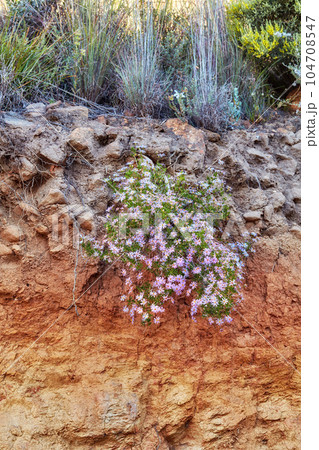 Pink flowers and wild grass growing on mountain side in South Africa. Landscape view of Saponaria ocymoides blooming on dry rocky cliff with bushes and shrubs in uncultivated nature reserve in summer Pink flowers and wild grass growing on mountain side in South Africa. Landscape view of Saponaria ocymoides blooming on dry rocky cliff with bushes and shrubs in uncultivated nature reserve in summer 104708547