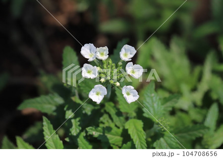 初夏の庭に咲くバーベナの花 104708656