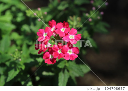 初夏の庭に咲くバーベナの花 初夏の庭に咲くバーベナの花 104708657
