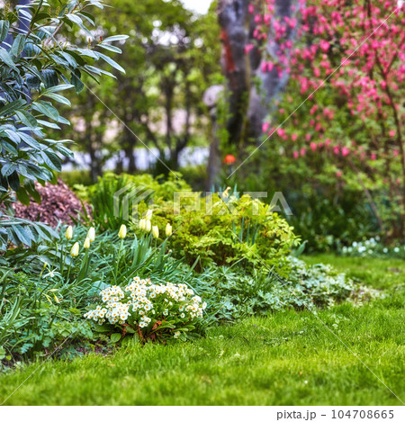 Flora growing and blooming in a secluded park or field. Beautiful white tulips in the backyard garden in summer. Scenic landscaping of flowers, plants, and greenery on an empty lawn in spring. 104708665
