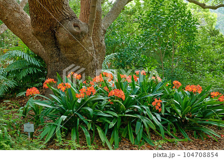 Orange bush lily growing near a tree trunk in spring. Nature landscape of indigenous clivia miniata flowers blooming in green nature. Popular native South African plant in a lush garden foliage Orange bush lily growing near a tree trunk in spring. Nature landscape of indigenous clivia miniata flowers blooming in green nature. Popular native South African plant in a lush garden foliage 104708854