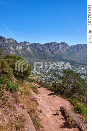Hiking trail between bushes with a view of the mountains on a blue sky background with copy space. Nature landscape of colorful plants growing in nature near a dirt road on Table Mountain, Cape Town 104708933