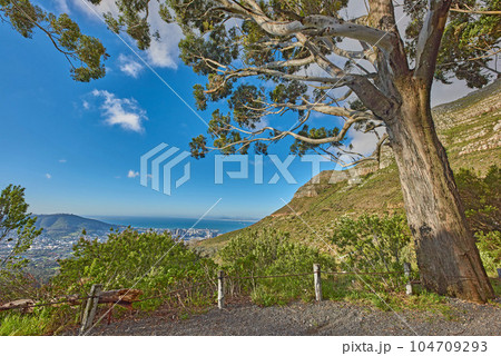 Peaceful and scenic view of foliage near a city. Beautiful landscape of nature in Cape Town, South Africa on a summer day. Big tree surrounded by a mountain and green plants outdoors in during spring 104709293