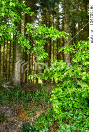Green leaves of wild beech trees growing in a forest or woodlands with plants and shrubs. View of a peaceful park with a deciduous landscape and lush bright foliage from fagus sylvatica in nature 104709366