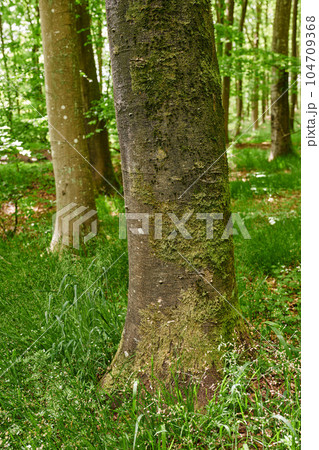 Beech trees with moss and algae growing in a park or garden outdoors. Natural landscape with wooden texture of old bark and weathered trunks on a sunny day in a remote and peaceful meadow or forest Beech trees with moss and algae growing in a park or garden outdoors. Natural landscape with wooden texture of old bark and weathered trunks on a sunny day in a remote and peaceful meadow or forest 104709368
