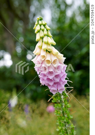 Colorful foxglove flowers growing in a backyard garden in summer. Digitalis purpurea wildflower opening up and blooming on a field or nature park in spring. Flowering plant in the countryside Colorful foxglove flowers growing in a backyard garden in summer. Digitalis purpurea wildflower opening up and blooming on a field or nature park in spring. Flowering plant in the countryside 104709419