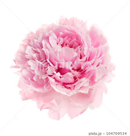 Pink peony flower isolated on white background Pink peony flower isolated on white background 104709534