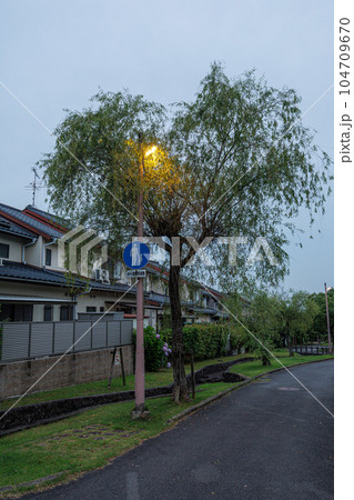 市街地の夏 曇り時々晴れ 日の出前の街で街路樹のやなぎを照らす街灯 市街地の夏 曇り時々晴れ 日の出前の街で街路樹のやなぎを照らす街灯 104709670