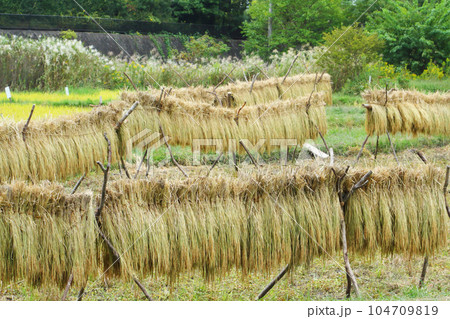 稲架掛け 104709819