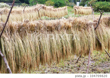 稲架掛け 稲架掛け 104709820