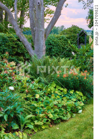 Lush garden with trees and flowering plants growing in a park or backyard in spring. Vibrant green bushes, lawn and shrubs flourishing in nature. Natural background for gardening and landscaping Lush garden with trees and flowering plants growing in a park or backyard in spring. Vibrant green bushes, lawn and shrubs flourishing in nature. Natural background for gardening and landscaping 104709821
