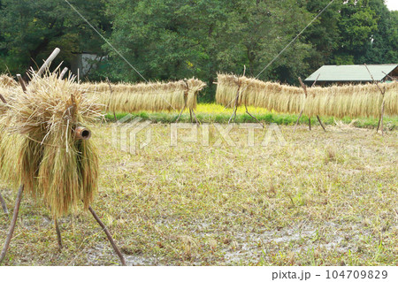 稲架掛け 104709829