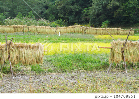 稲架掛け 104709851