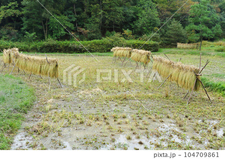稲架掛け 104709861