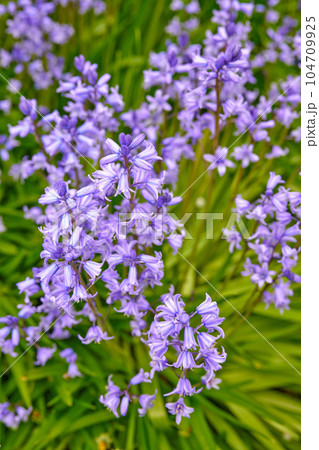 Colorful purple flowers growing in a garden. Closeup of beautiful spanish bluebell or hyacinthoides hispanica foliage with vibrant petals blooming and blossoming in nature on a sunny day in spring 104709925