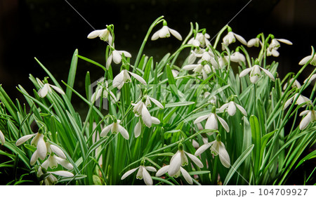 Closeup of a bunch of white common snowdrop flowers growing in studio isolated against a black background. Galanthus nivalis budding, blossoming, blooming and flowering with dark backdrop copy space Closeup of a bunch of white common snowdrop flowers growing in studio isolated against a black background. Galanthus nivalis budding, blossoming, blooming and flowering with dark backdrop copy space 104709927
