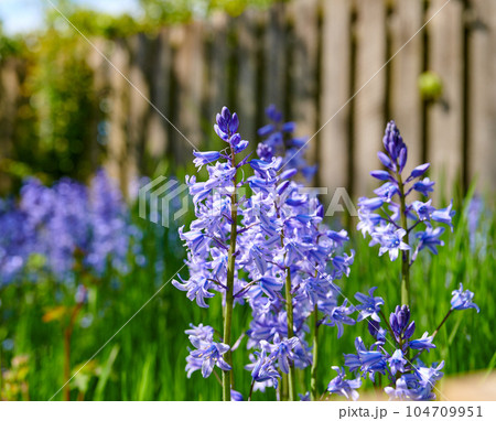 Bluebell flowers growing in garden or overgrown backyard in spring. Nature view of delicate blue flowering plants in a field with copy space. Closeup of vibrant indigo hyacinths in lush meadow Bluebell flowers growing in garden or overgrown backyard in spring. Nature view of delicate blue flowering plants in a field with copy space. Closeup of vibrant indigo hyacinths in lush meadow 104709951
