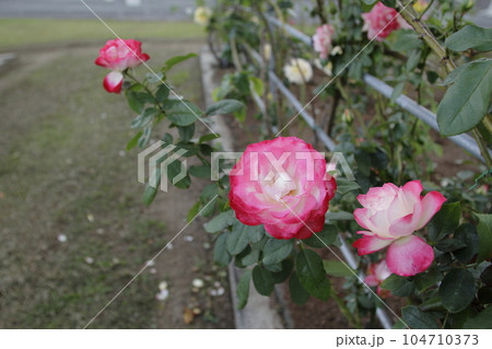 荒尾市　おもやい市民花壇　バラの花、 104710373