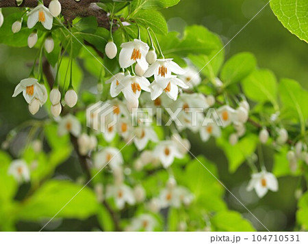 エゴノキの花 エゴノキの花 104710531