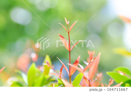 christina or aglaonema christina plant or orange leaf christina or aglaonema christina plant or orange leaf 104711667