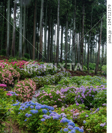 茨城県北茨城市　満開のあじさいの森 104712179
