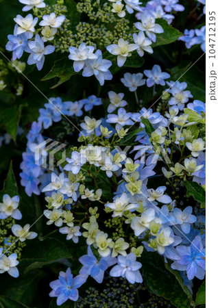 茨城県北茨城市　満開のあじさいの森 104712195