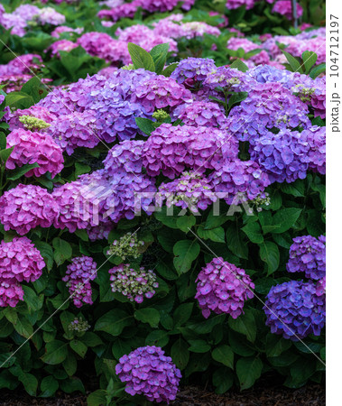 茨城県北茨城市　満開のあじさいの森 104712197