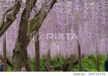 紫に染まる岡崎城公園の藤棚 104712245