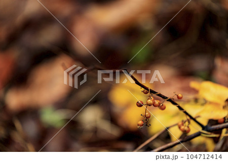 秋の森景色紅葉の落ち葉と黄色いヘクソカズラの実 104712414
