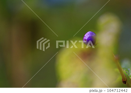 秋の森景色　紫に染まった野葡萄の実 104712442