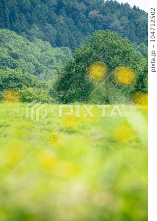 夏草と森林 夏草と森林 104712502